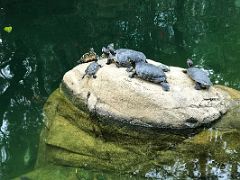 03B Turtles congregate on a rock in an artificial lake in Hong Kong Park